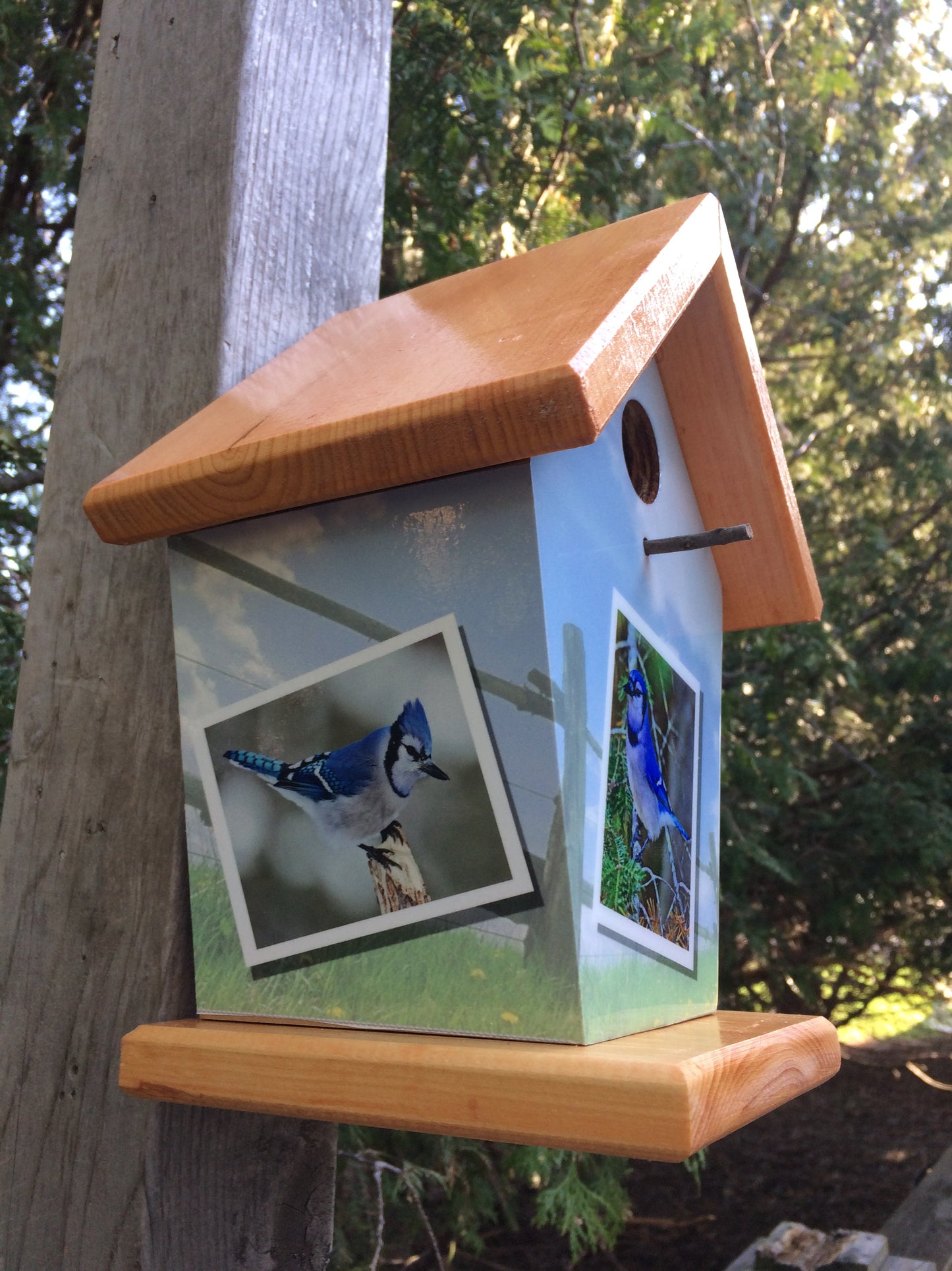 Blue Jays Photos Birdhouse