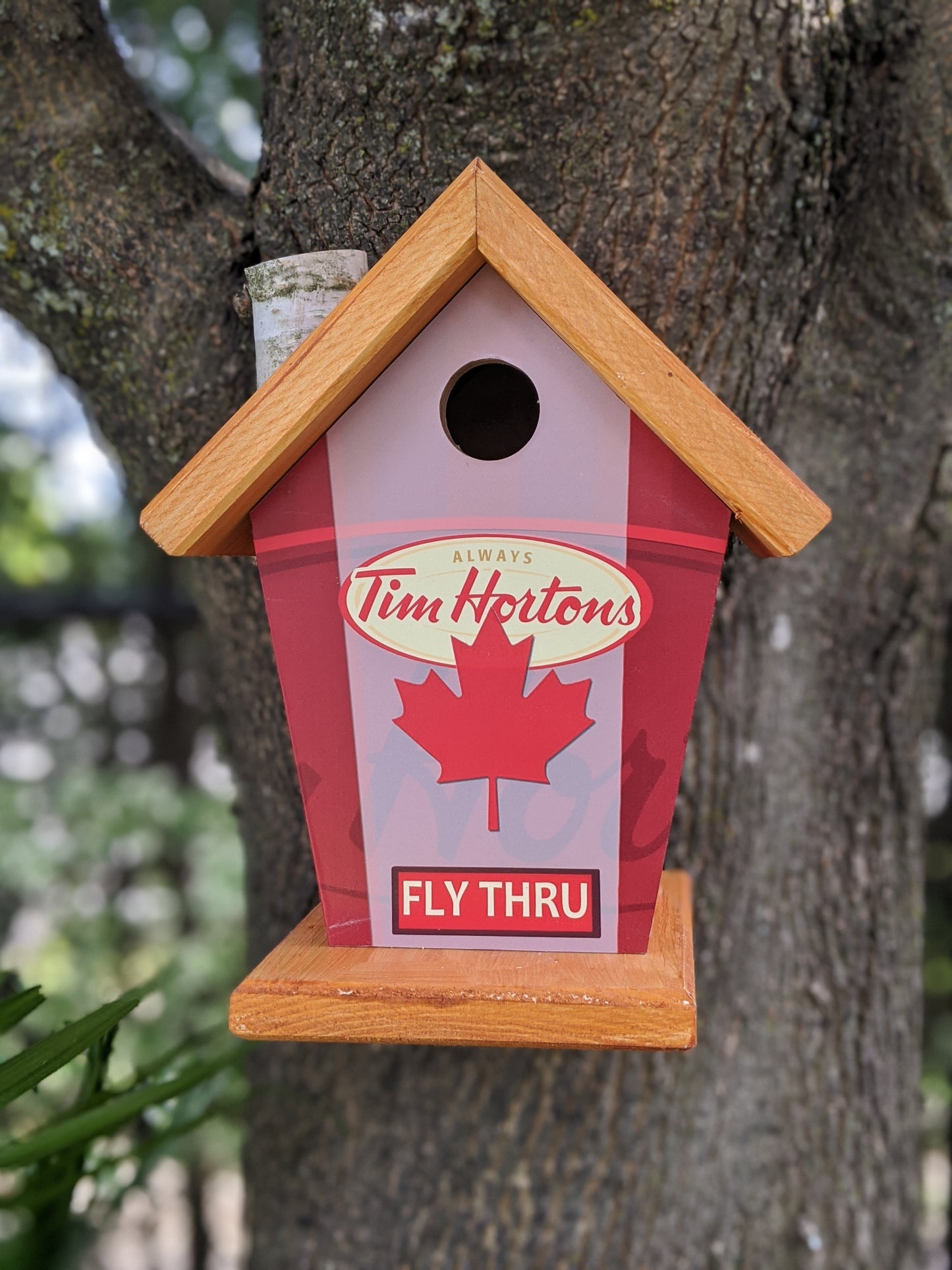 Tim Hortons fly thru birdhouse