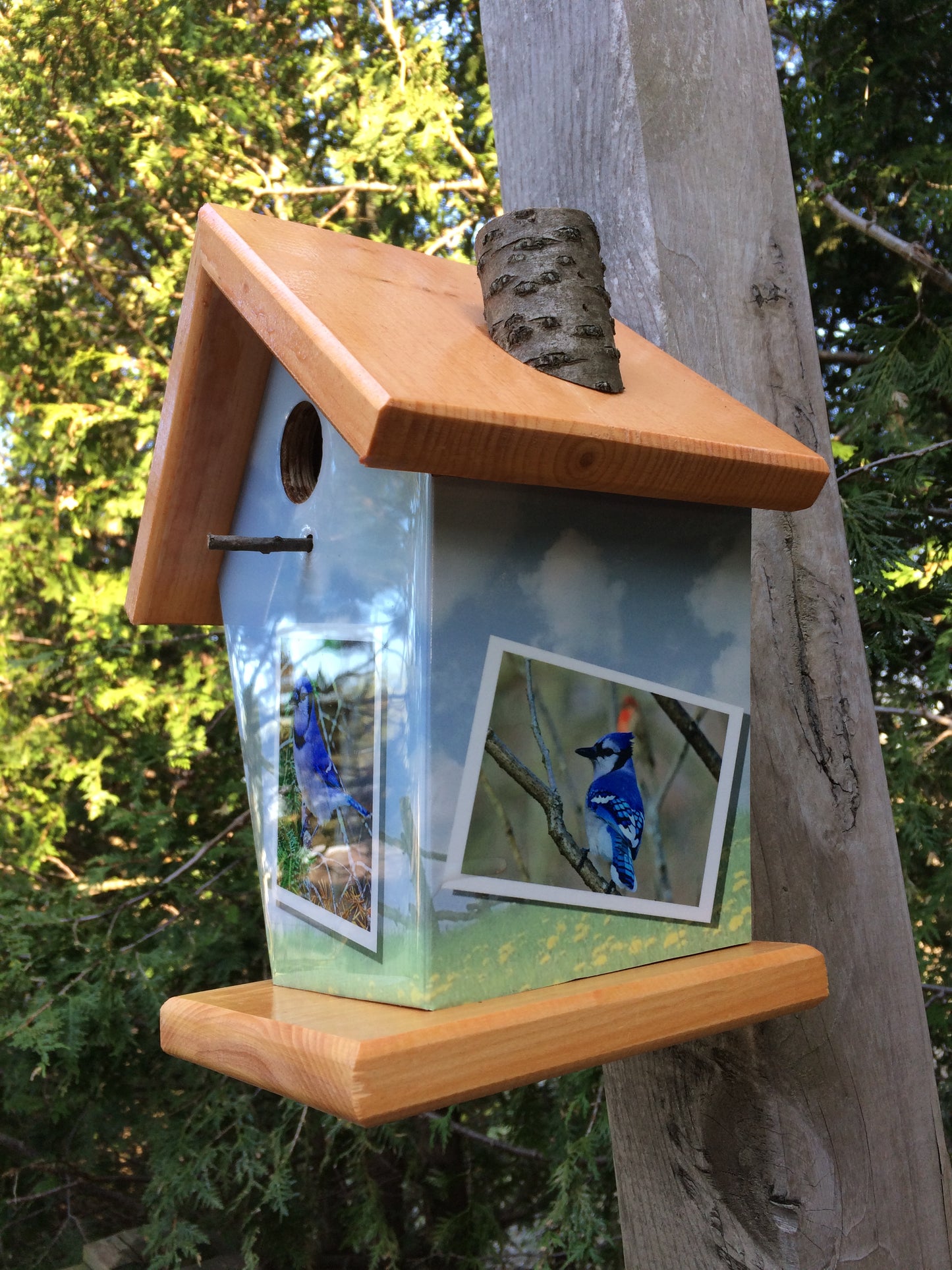 Blue Jays Photos Birdhouse