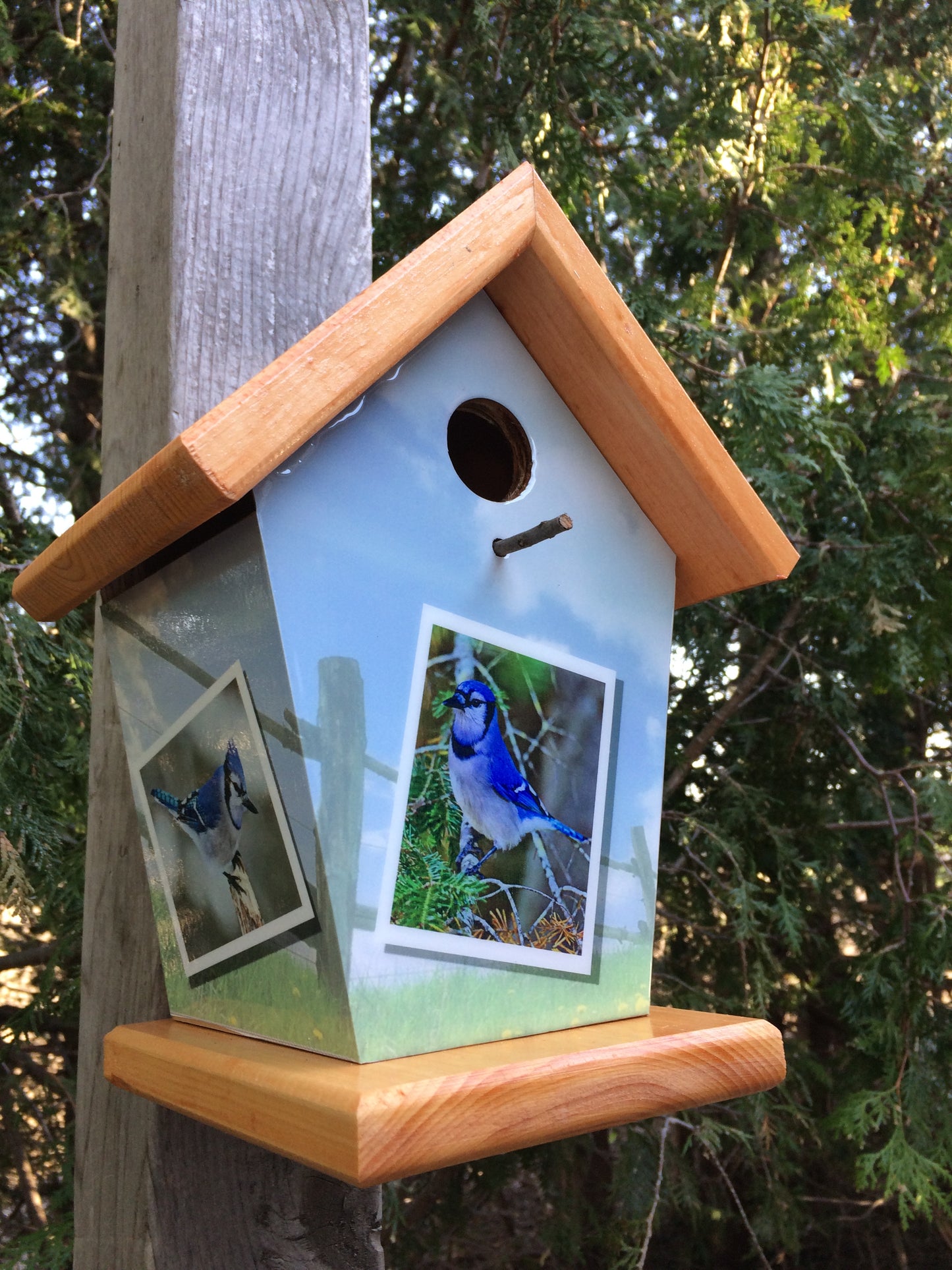 Blue Jays Photos Birdhouse