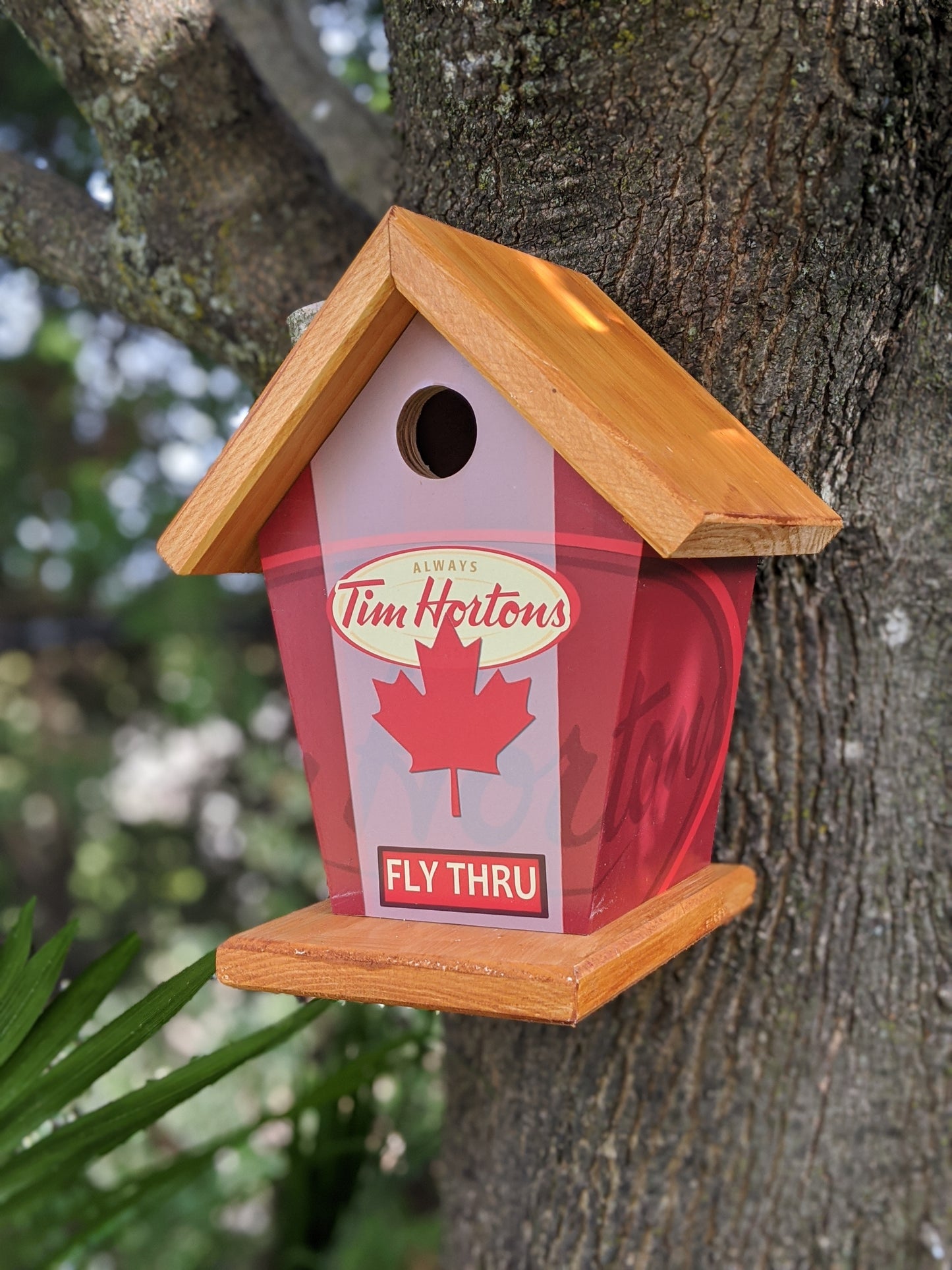 Tim Hortons fly thru birdhouse