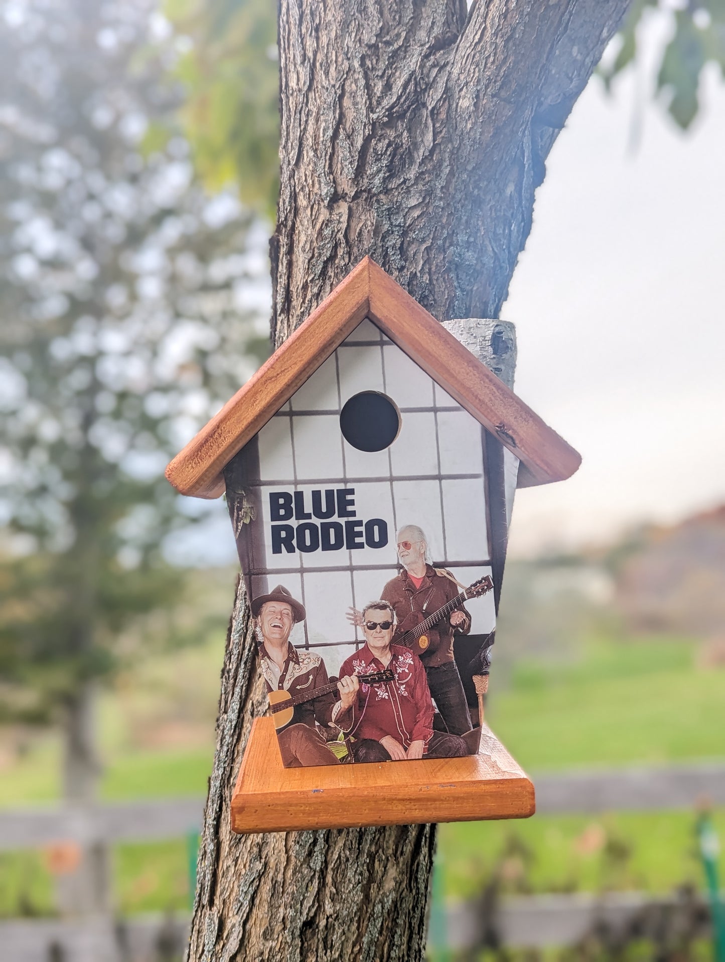 Blue Rodeo Birdhouse Music