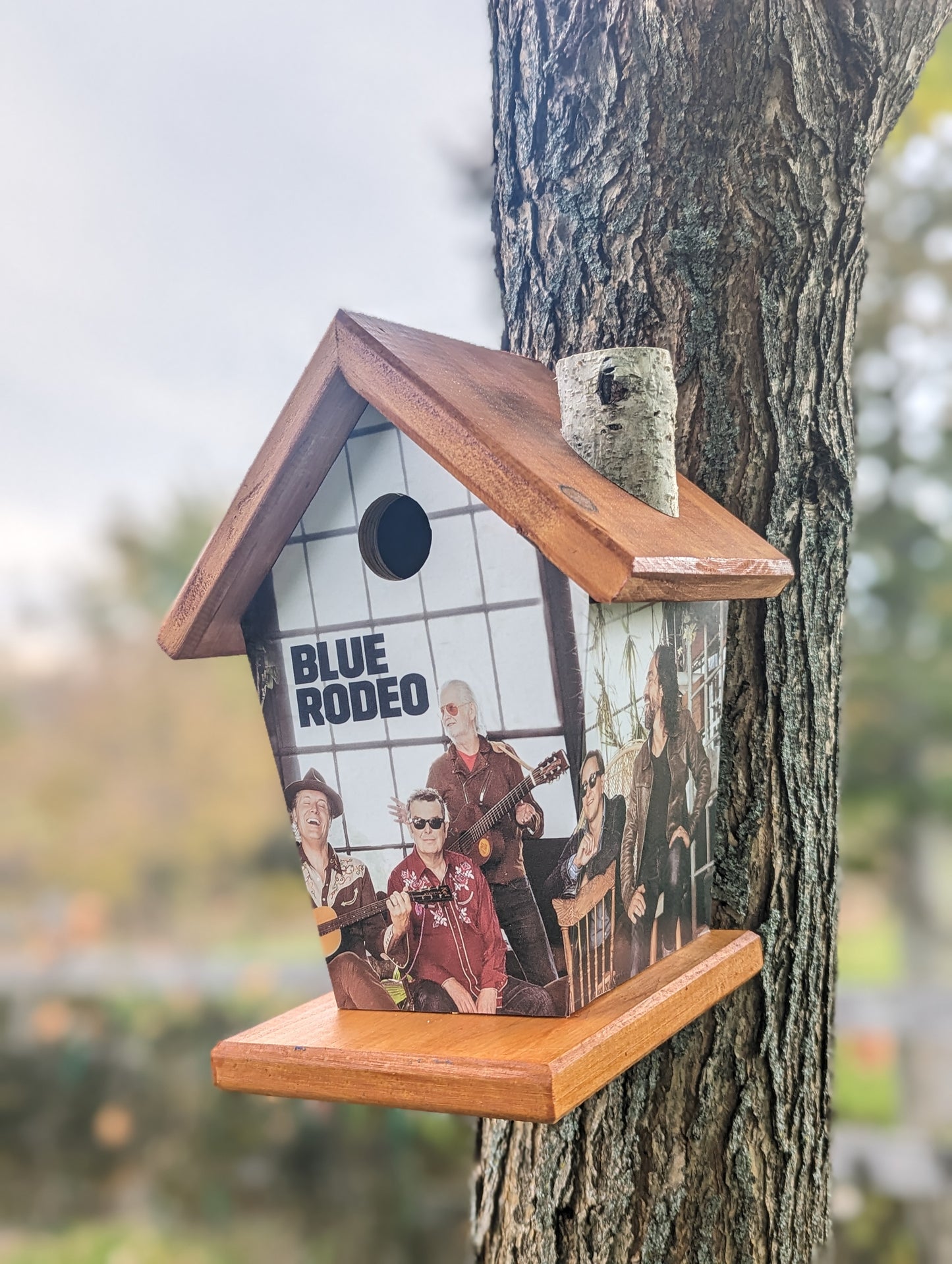Blue Rodeo Birdhouse Music