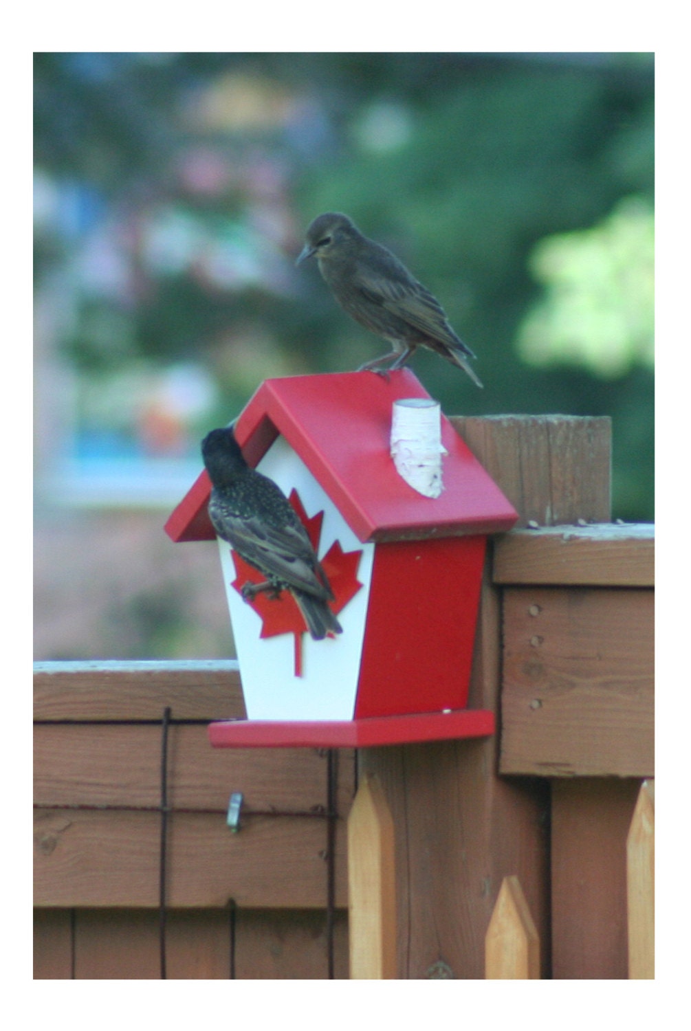 Canada Flag (Wooden Decal Maple Leaf) Birdhouse