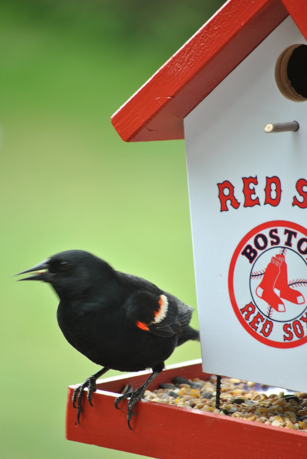 Boston Red Sox Bird Feeder
