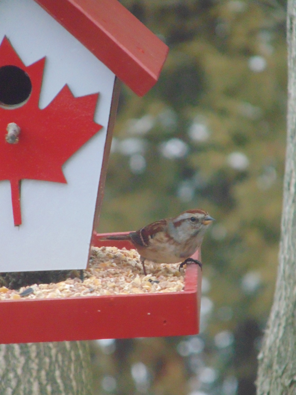 Canadian Bird Feeder