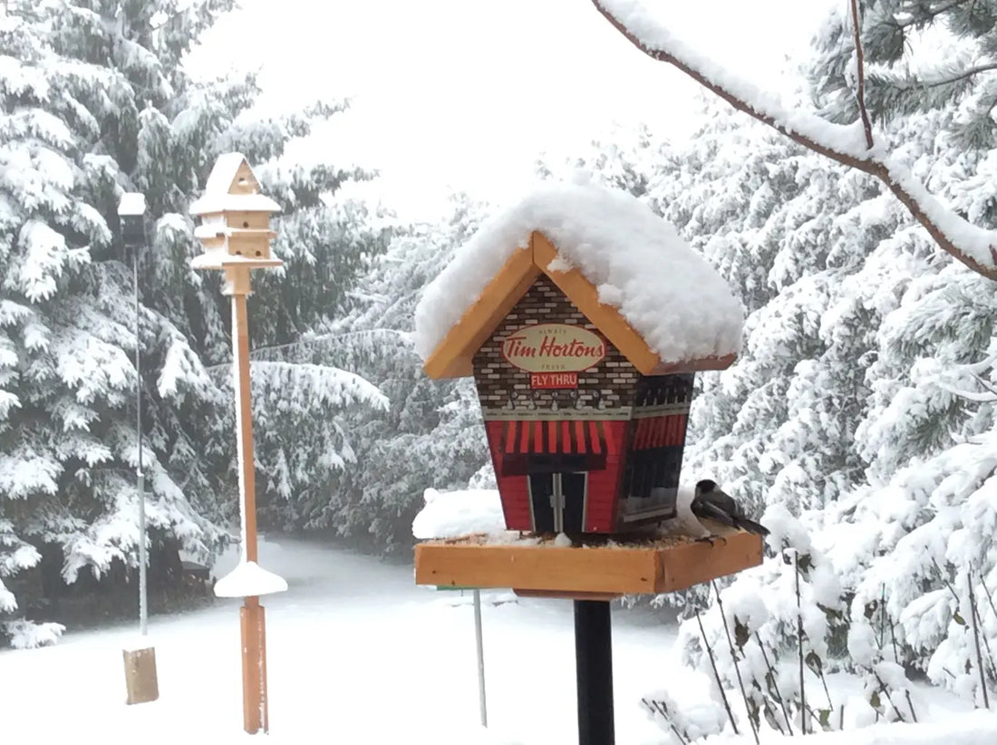 Choosing a Weatherproof Birdhouse for Outdoors