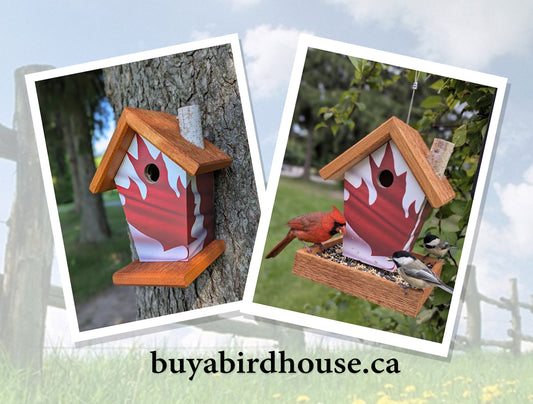 Difference Between Bird House and Bird Feeder