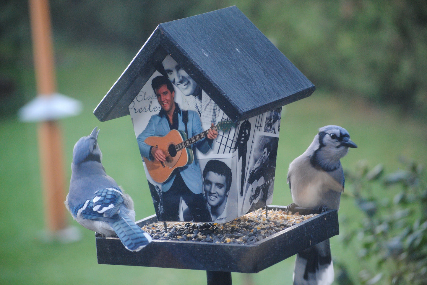 Elvis Presley (Black Roof) Bird Feeder/Birdhouse