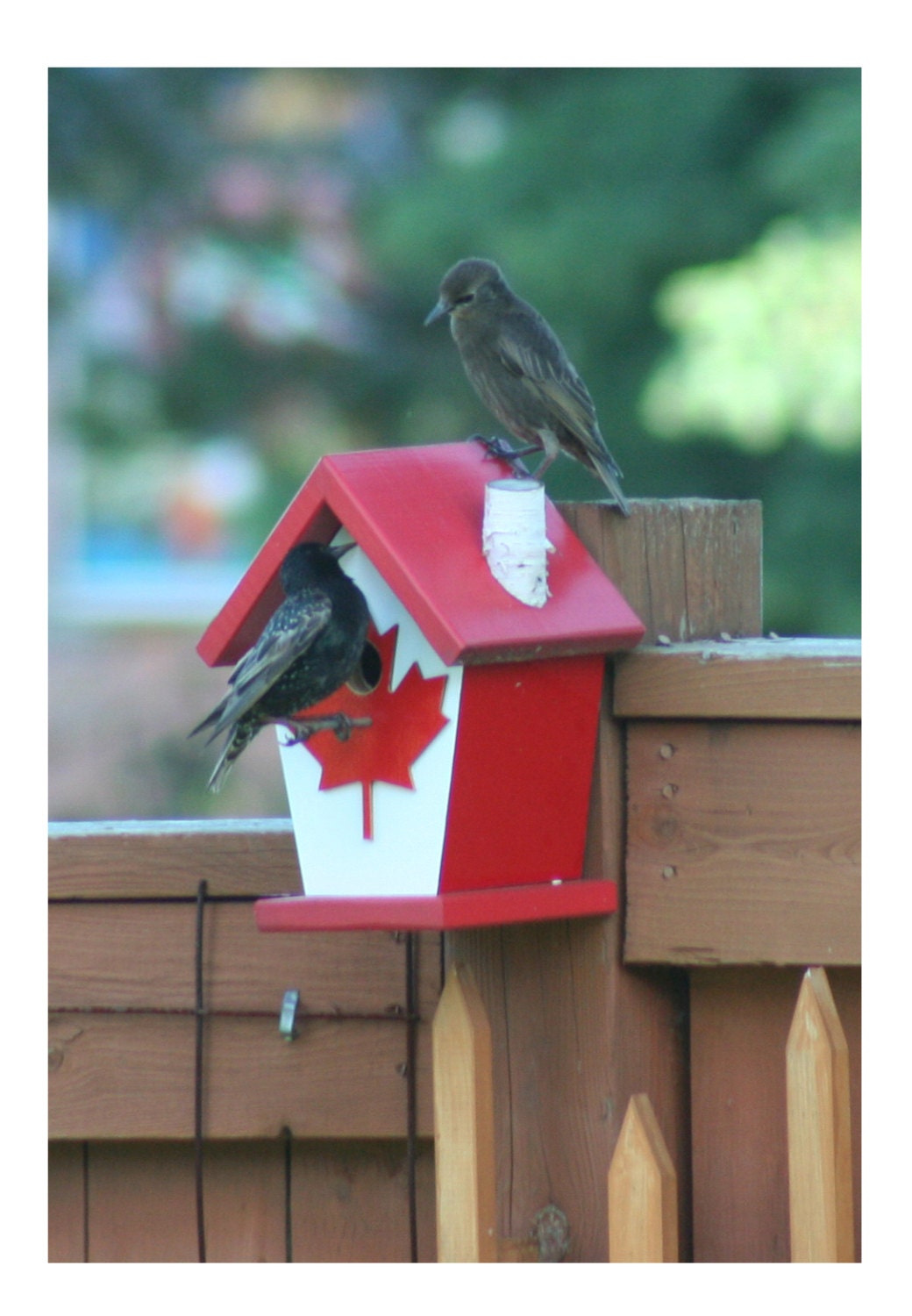 Canada Flag (Wooden Decal Maple Leaf) Birdhouse/Feeder