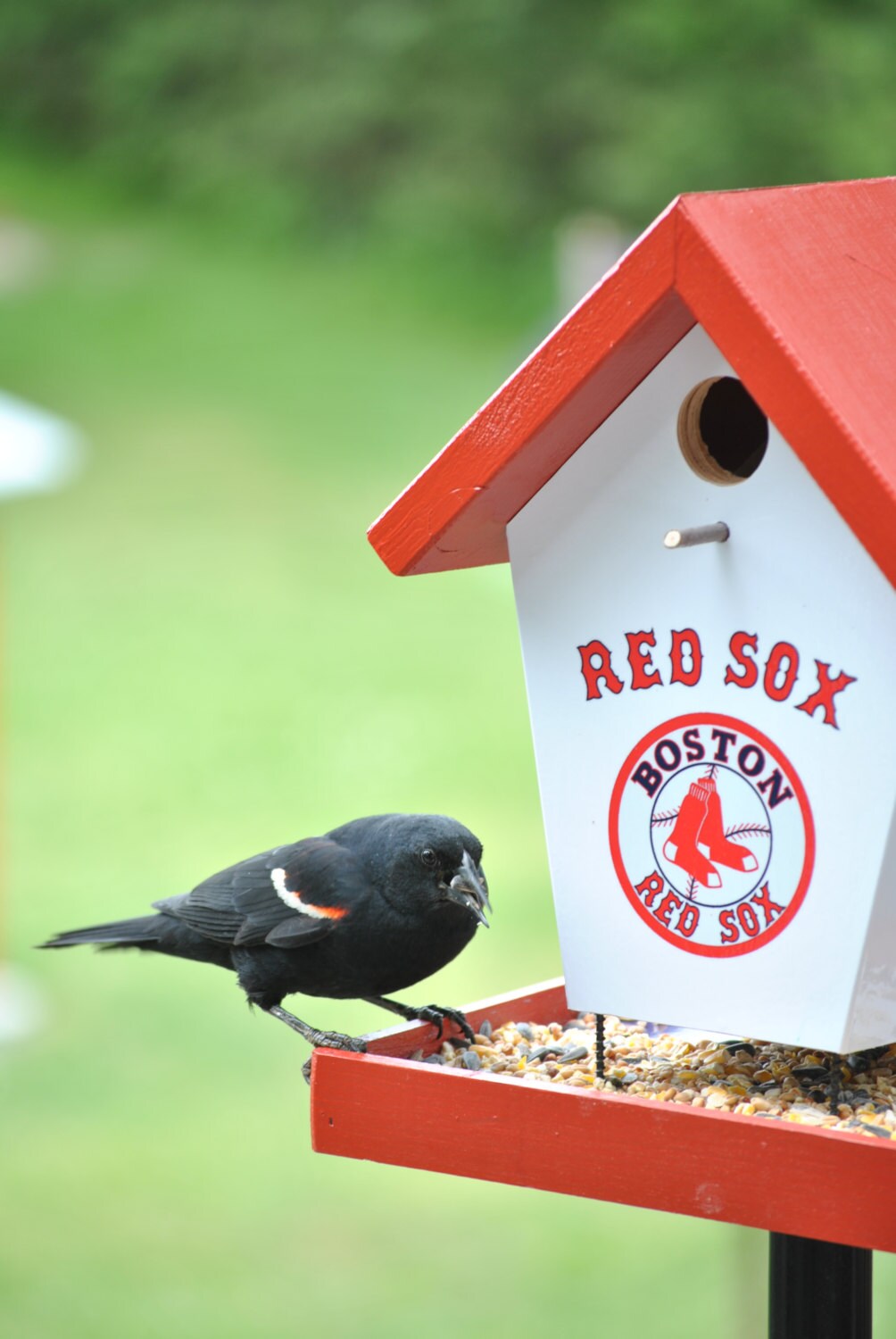 Boston Red Sox Bird Feeder