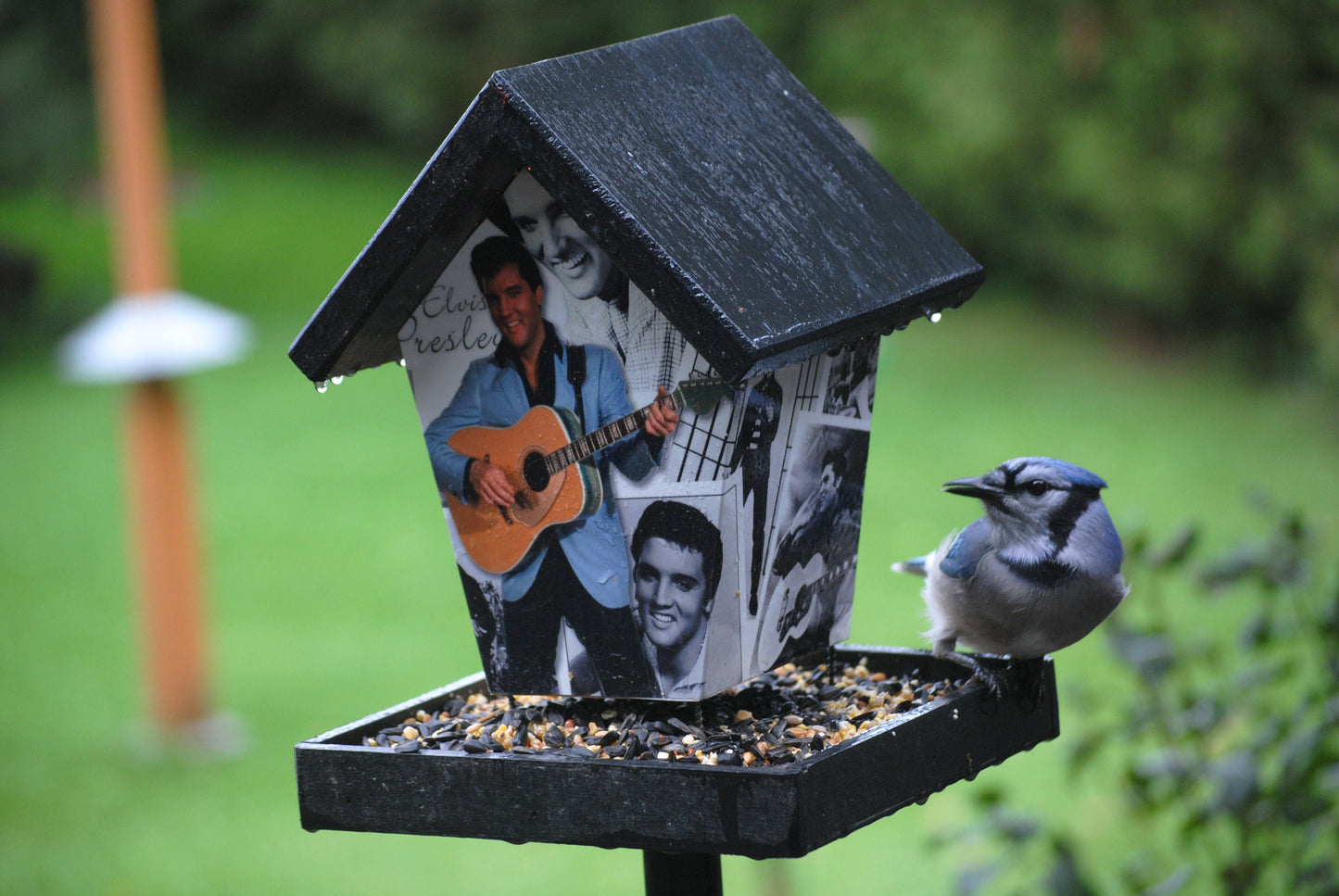 Elvis Presley (Black Roof) Bird Feeder/Birdhouse
