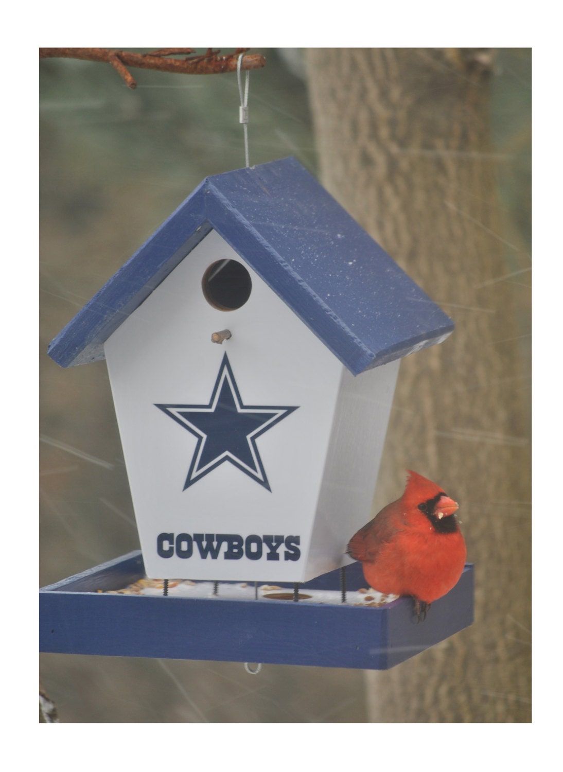 Dallas Cowboys Bird Feeder/Birdhouse
